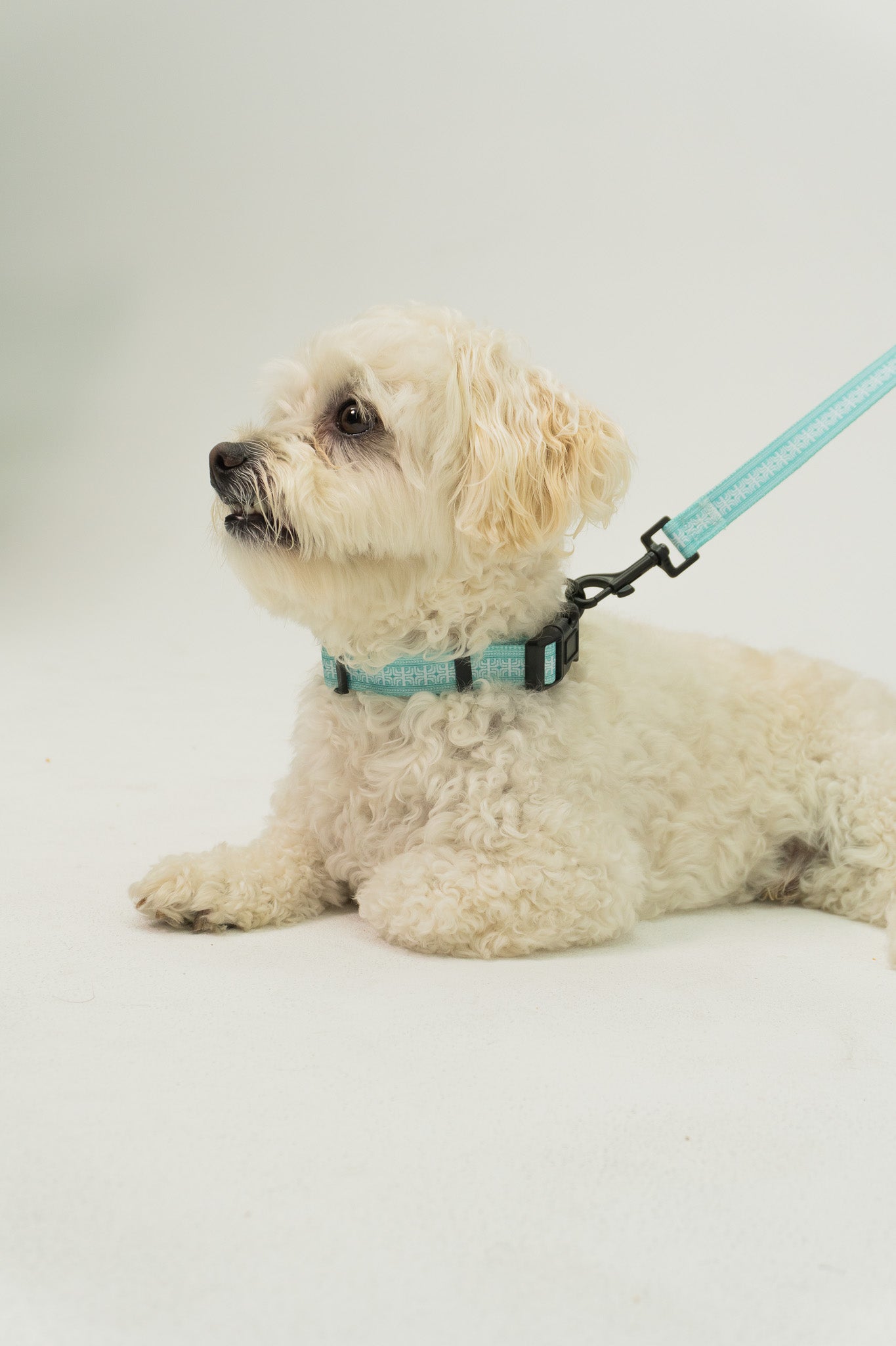 Pet Leash - Polynesian Designs