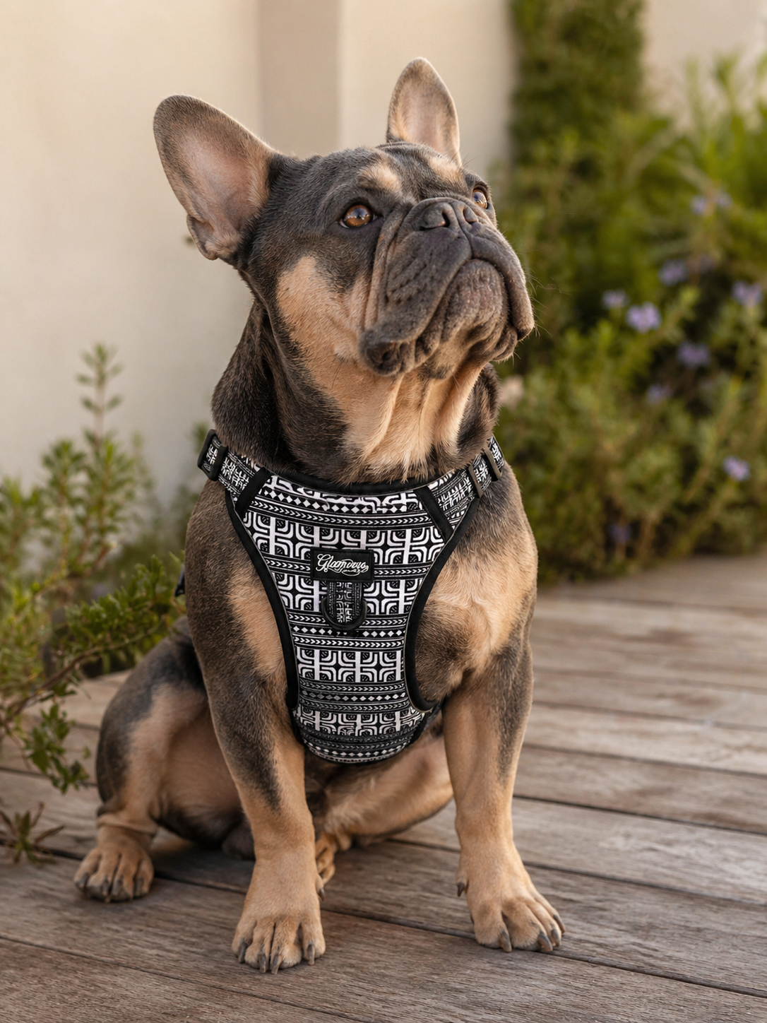 Dog No Pull Harness - Polynesian Designs
