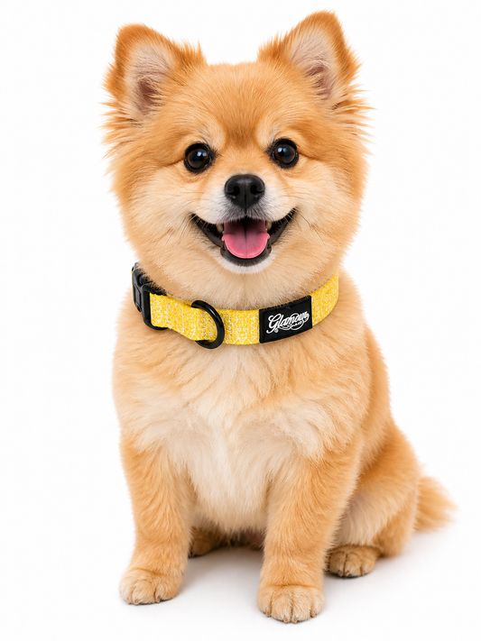 Dog Collars - Sun Tiki Design