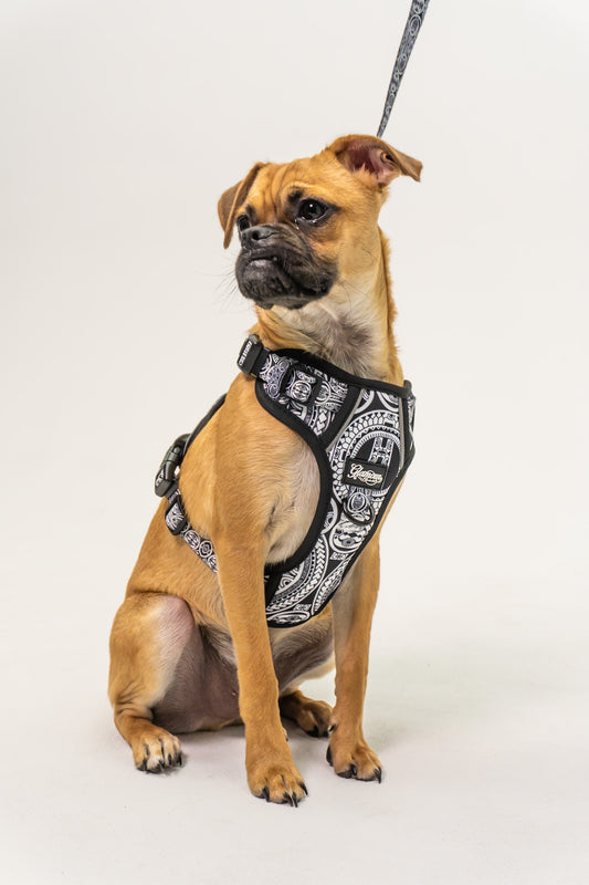 Dog Harness - Marquesas Designs