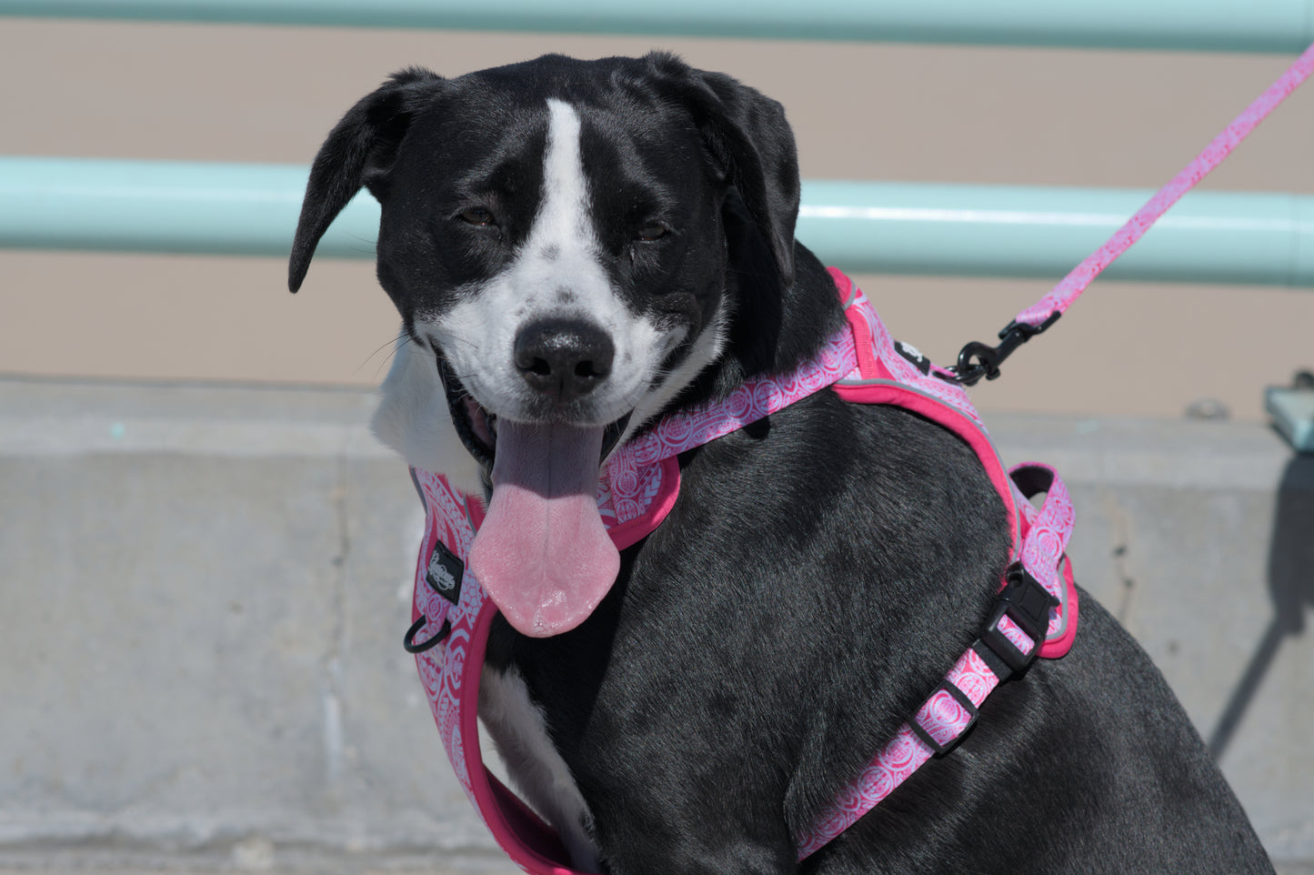 Dog No Pull Harness - Marquesas Designs