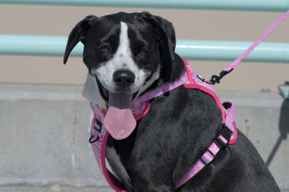 Dog No Pull Harness - Marquesas Designs